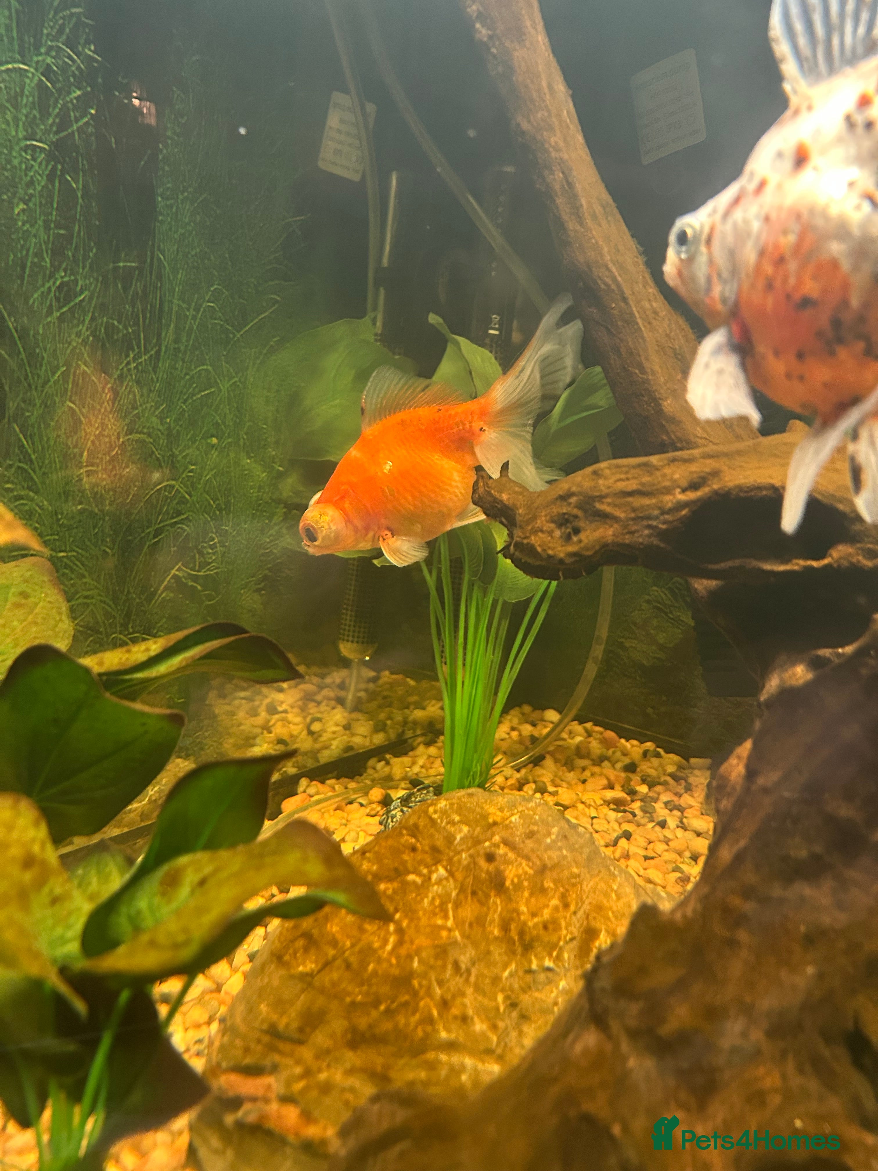 Fancy Goldfish fish Fancy goldfish one white and one orange  - Advert 1