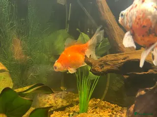 Fancy Goldfish fish Fancy goldfish one white and one orange - Advert 1