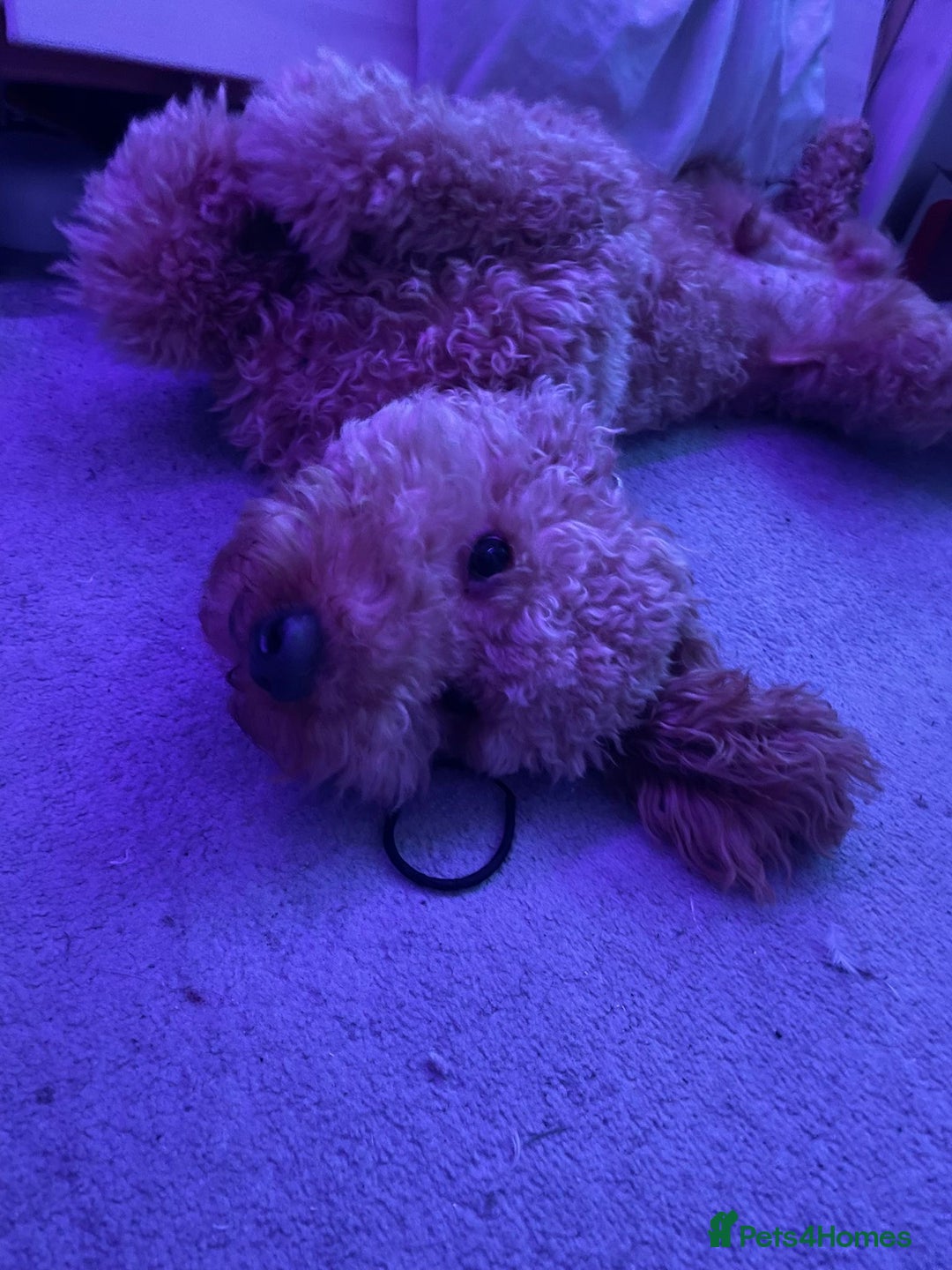 Cavapoo dogs for sale: Male Cavapoo - Advert 3