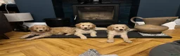 Double Doodle dogs for sale: Beautiful double doodles from family pet - Advert 10