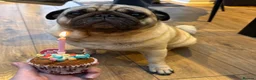 Pug dogs for sale: KC Registered Pug Puppies - Advert 20