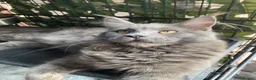 Maine Coon cats for sale: 💙*🦁*BLUE MAINE COON*💎*KITTENS*🦁*💙 - Advert 14