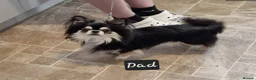 Chihuahua dogs for sale: Longhaired chihuahua puppies  - Advert 7