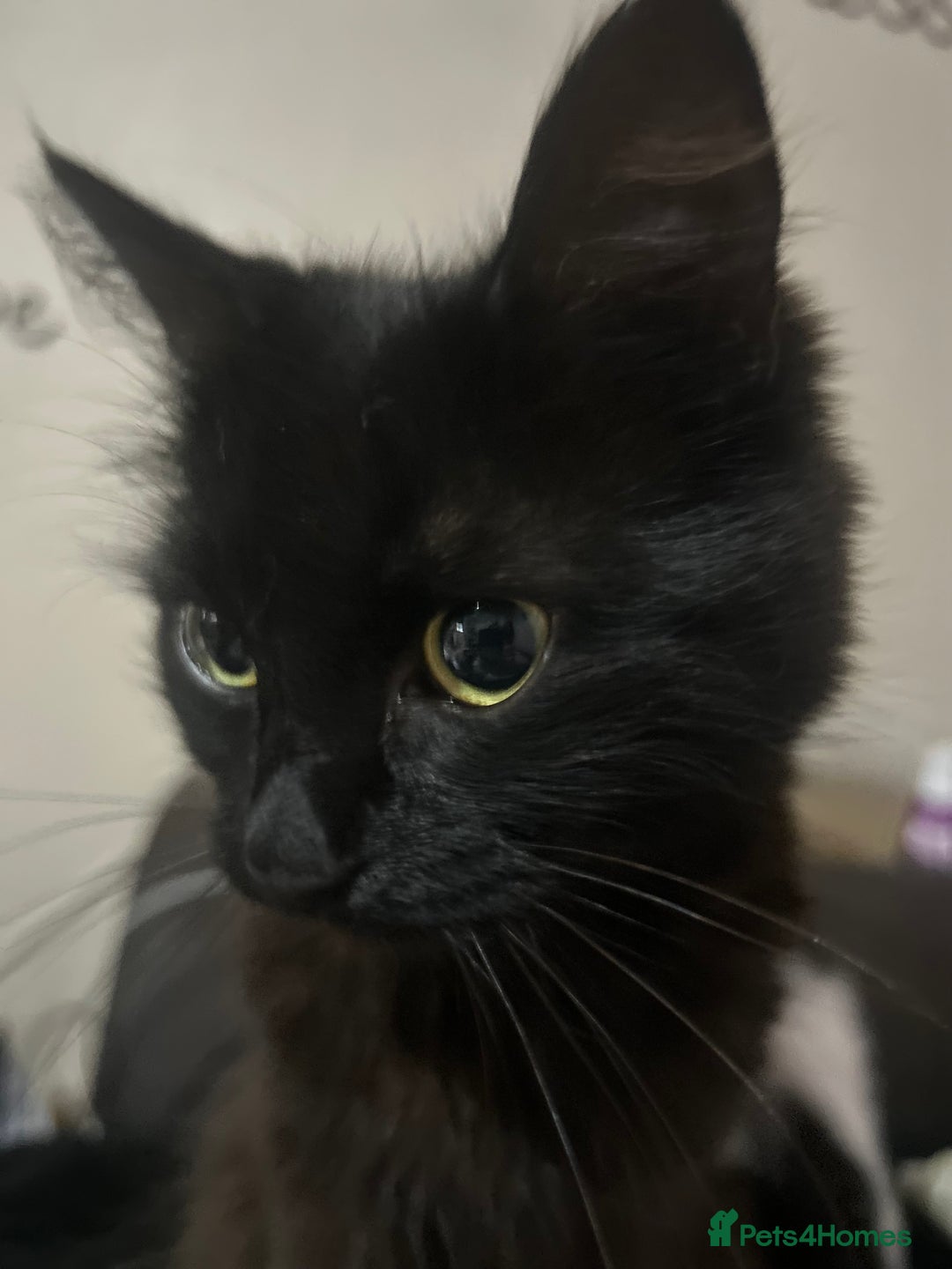 British Longhair cats for sale: Cat need rehoming due to over crowding  - Image 4