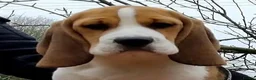 Beagle dogs for sale: GORGEOUS SHOW BEAGLE AVAILABLE - Advert 6