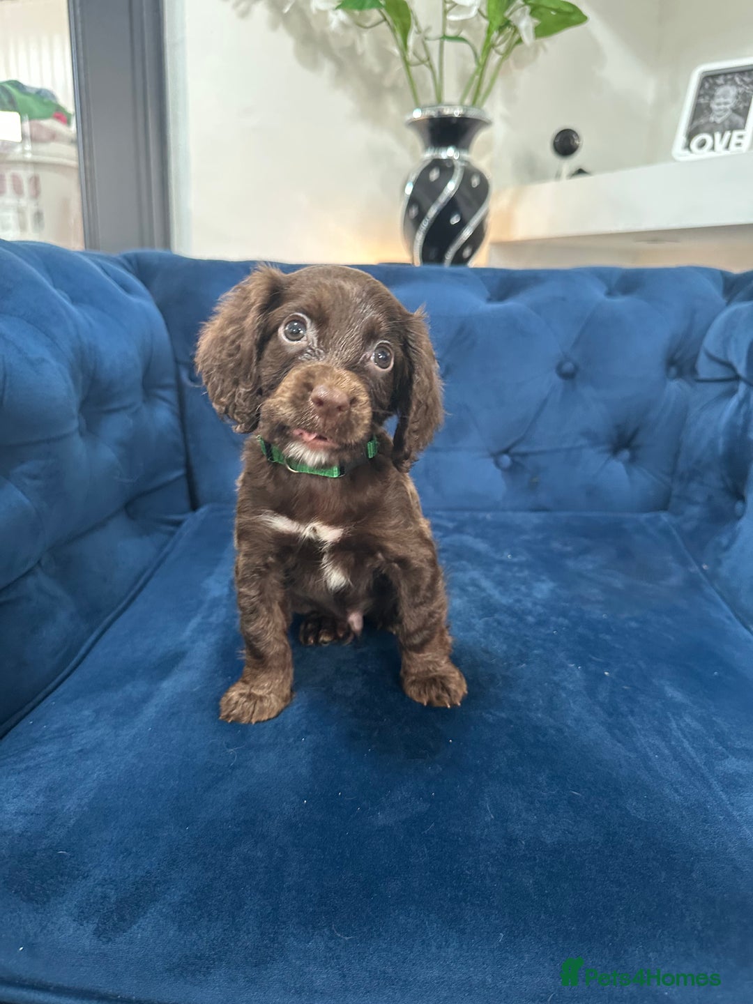 Cocker Spaniel dogs for sale: Beautiful litter of cocker spaniel pups 4 left  - Image 16