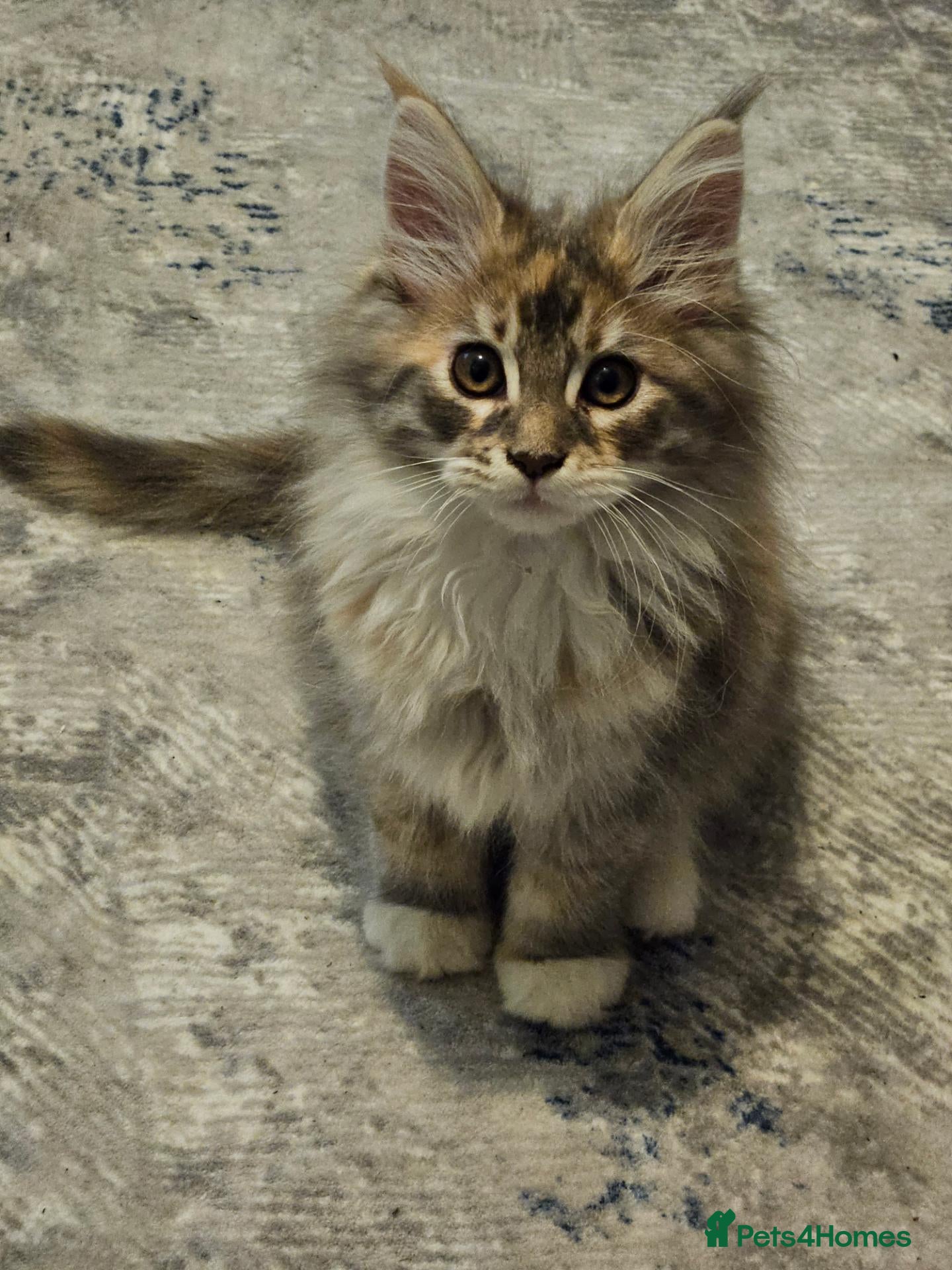 Maine Coon cats Maine coon kitten - Advert 1