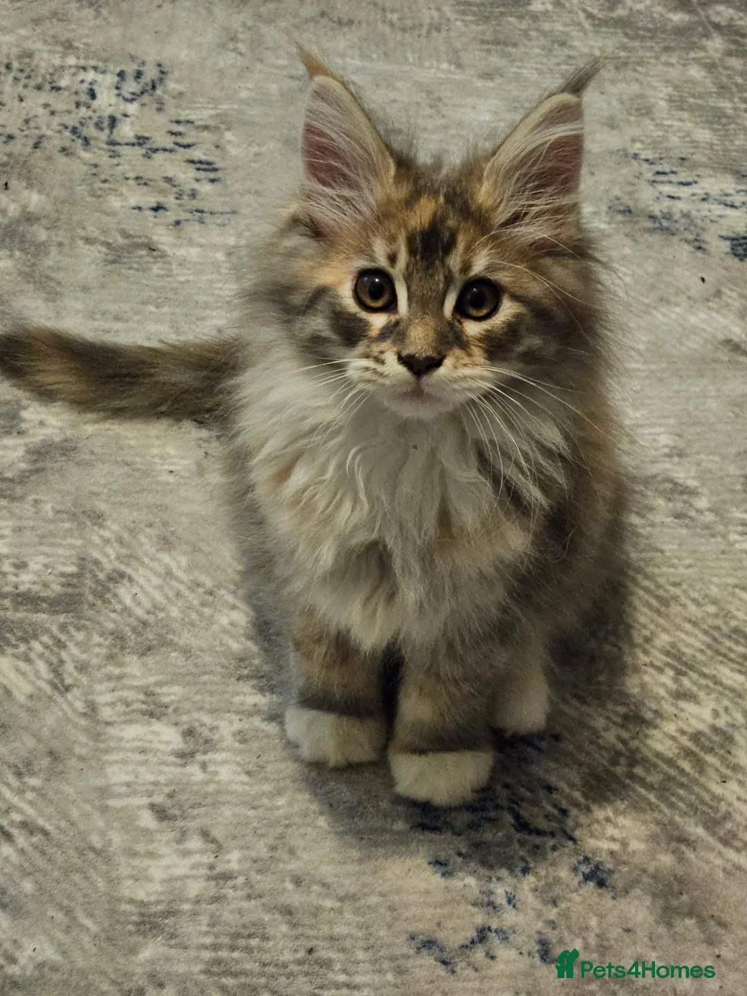 Maine Coon cats for sale: Maine coon kitten - Advert 1