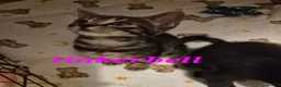 Mixed Breed cats for sale: Beautiful loved , healthy kitten's  - Advert 7