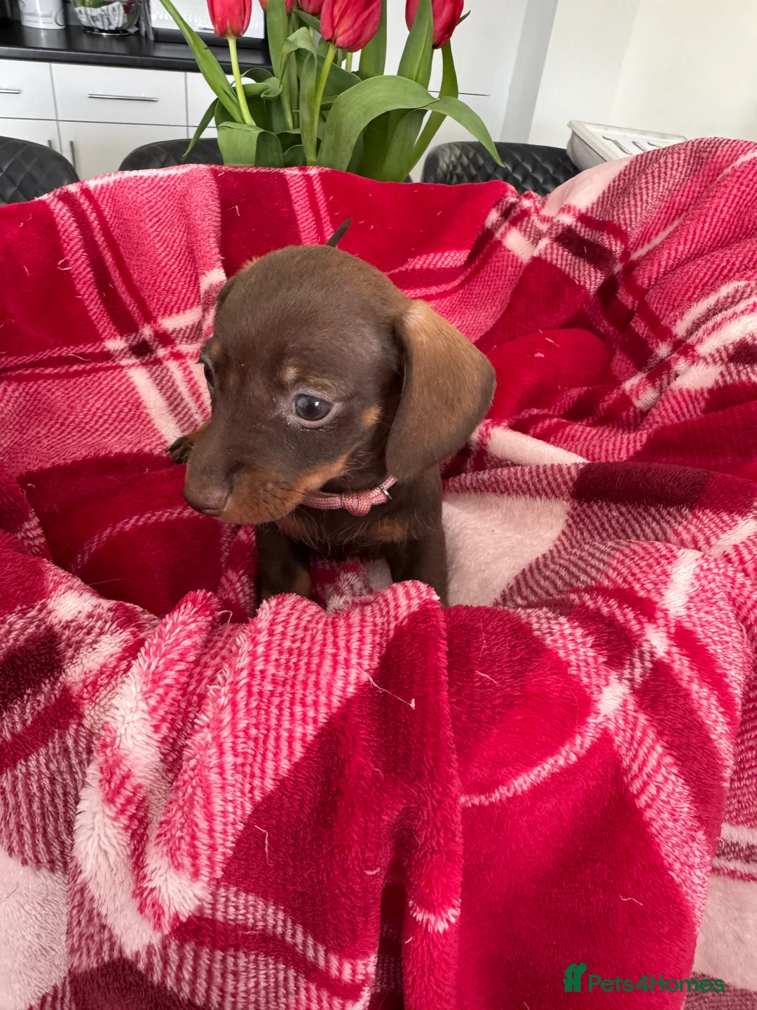 Miniature Dachshund dogs for sale: Miniature dachshunds  - Advert 2
