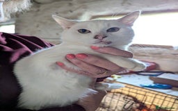 Mixed Breed cats for adoption: Banana for adoption - Advert 1