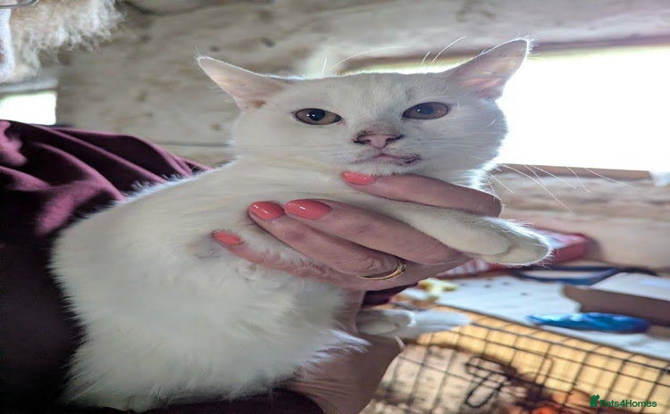 Mixed Breed cats Banana for adoption - Advert 1