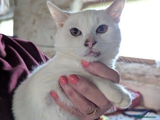 Mixed Breed cats Banana for adoption - Advert 4