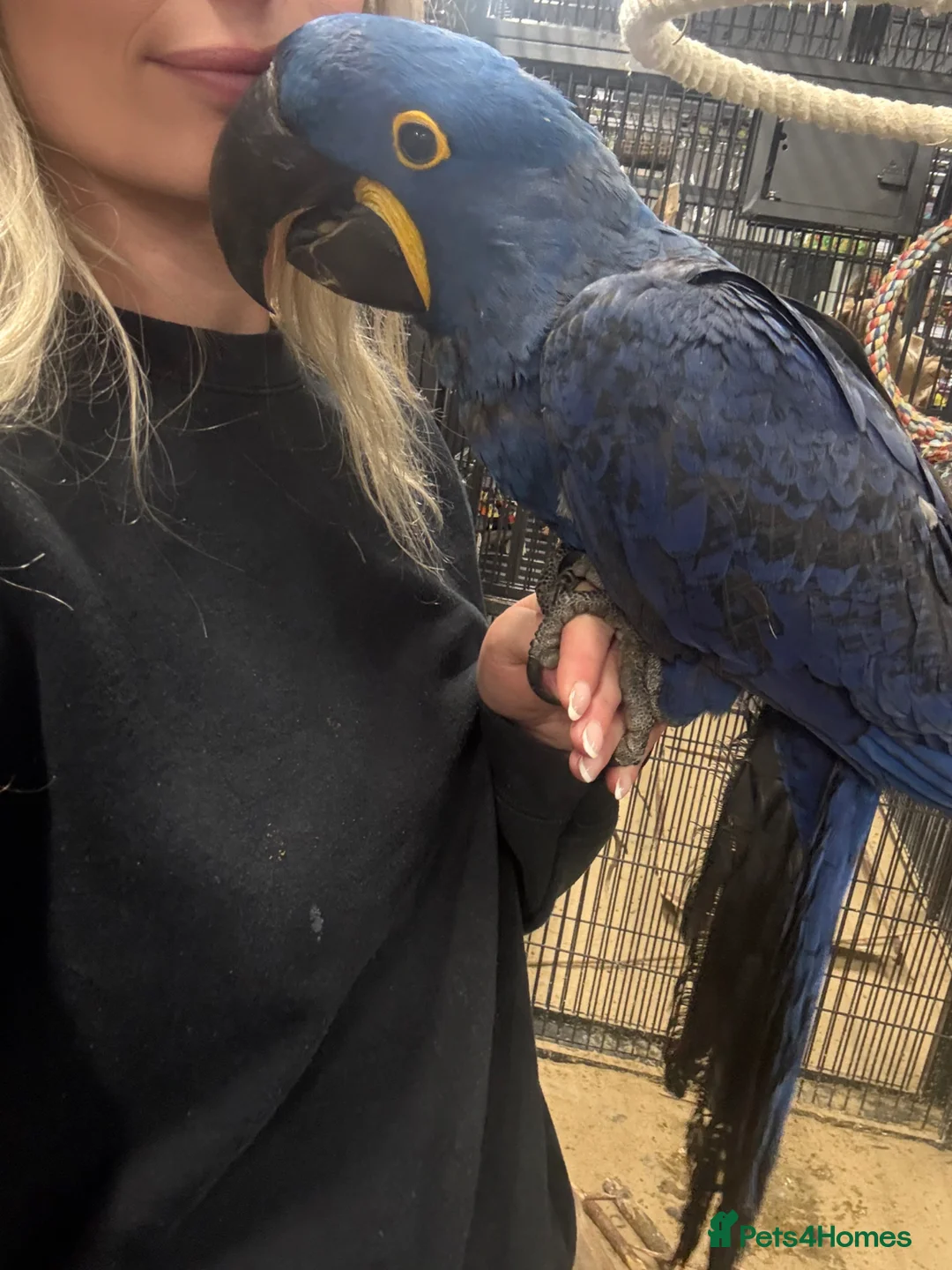 Macaws birds for sale: ⭐️ Stunning baby handreared Hyacinth Macaw ⭐️ - Advert 8