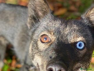 Mixed Breed dogs ❤️VIKA – A Gentle Soul with Eyes of Two Worlds❤️ - Advert 1