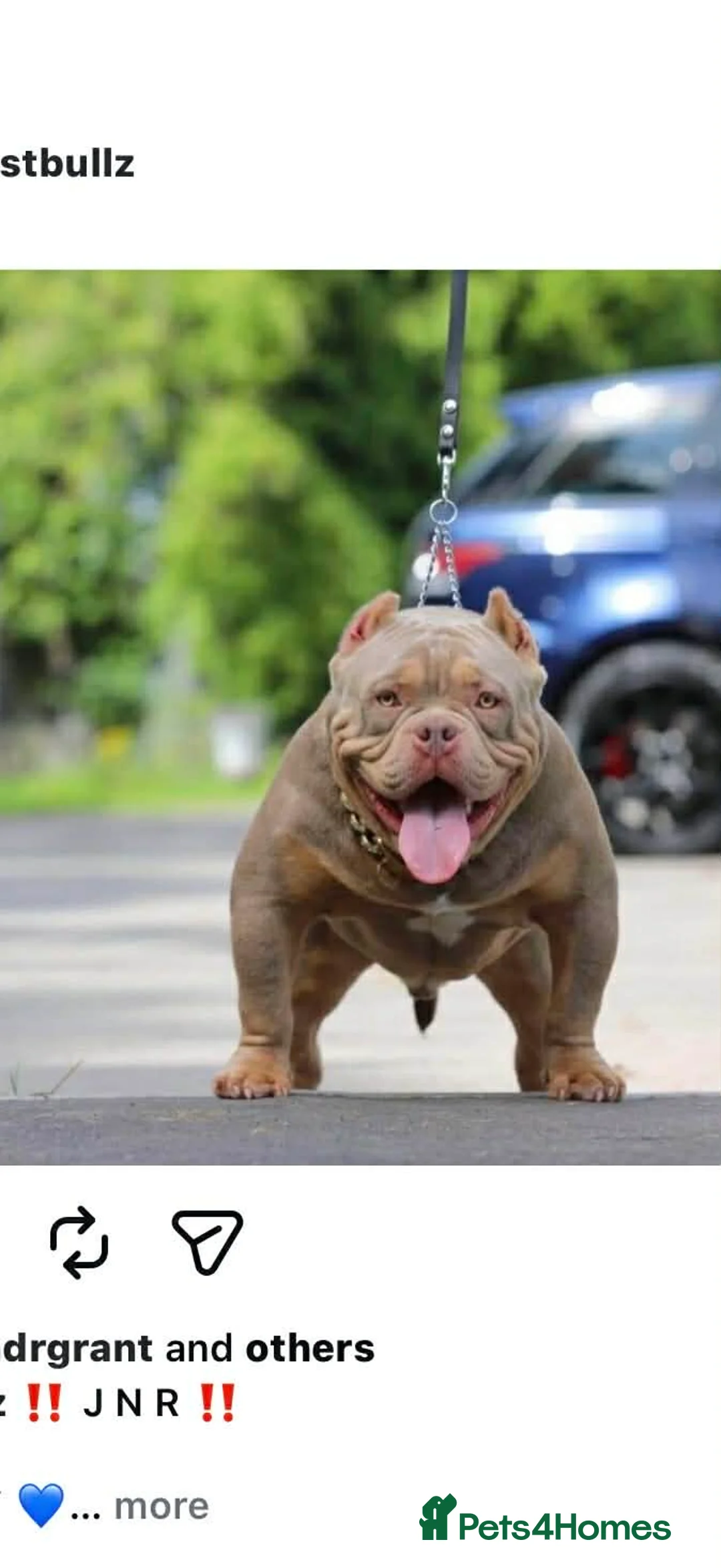 American Bully dogs for sale: exotic pocket bully puppies - Advert 4