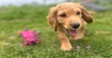 Cocker Spaniel dogs - Advert 7