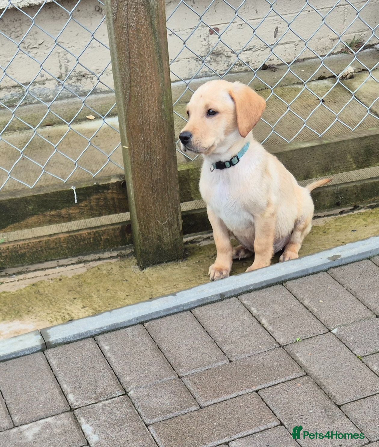Labrador Retriever dogs Top Quality Labrador kc pups - Advert 4