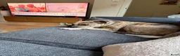Staffordshire Bull Terrier dogs for sale: Beautiful Merle Staffy girl looking for home - Advert 6