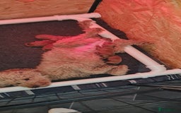 Toy Poodle dogs for sale: Toy miniature poodle - Advert 2