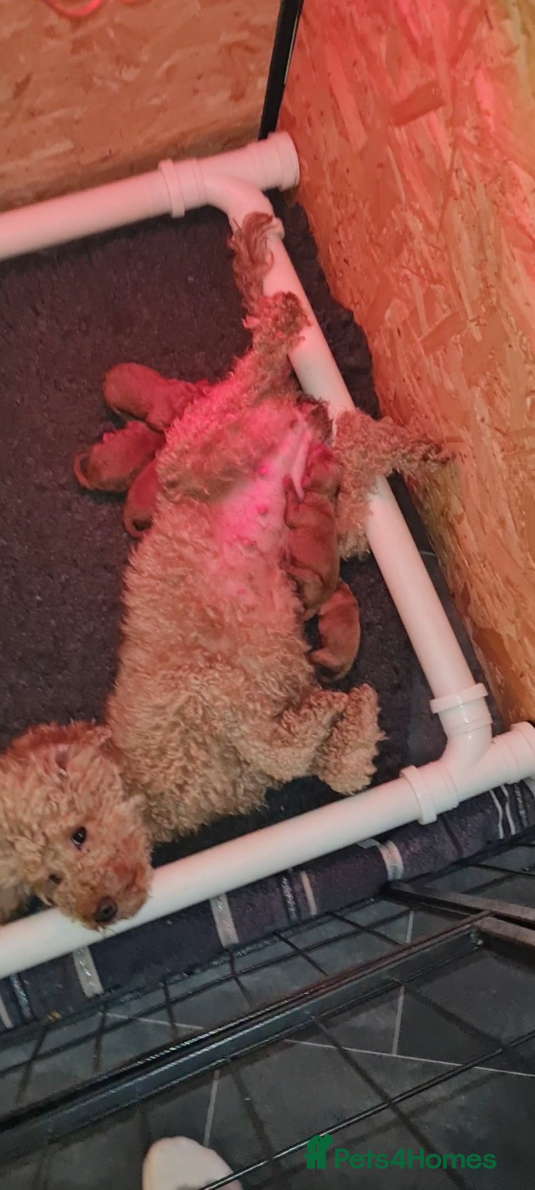 Toy Poodle dogs for sale: Toy miniature poodle - Advert 2