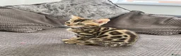 Bengal cats for sale: Stunning full pedigree registered bengal kittens  - Advert 17
