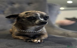 Chihuahua dogs for sale: Adult Female Merle Chihuahua  - Image 10