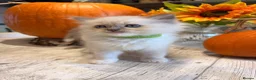 Ragdoll cats for sale: Beautiful litter of Ragdoll kittens - Advert 7
