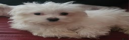 Maltese dogs for sale: Female Maltese  - Advert 3