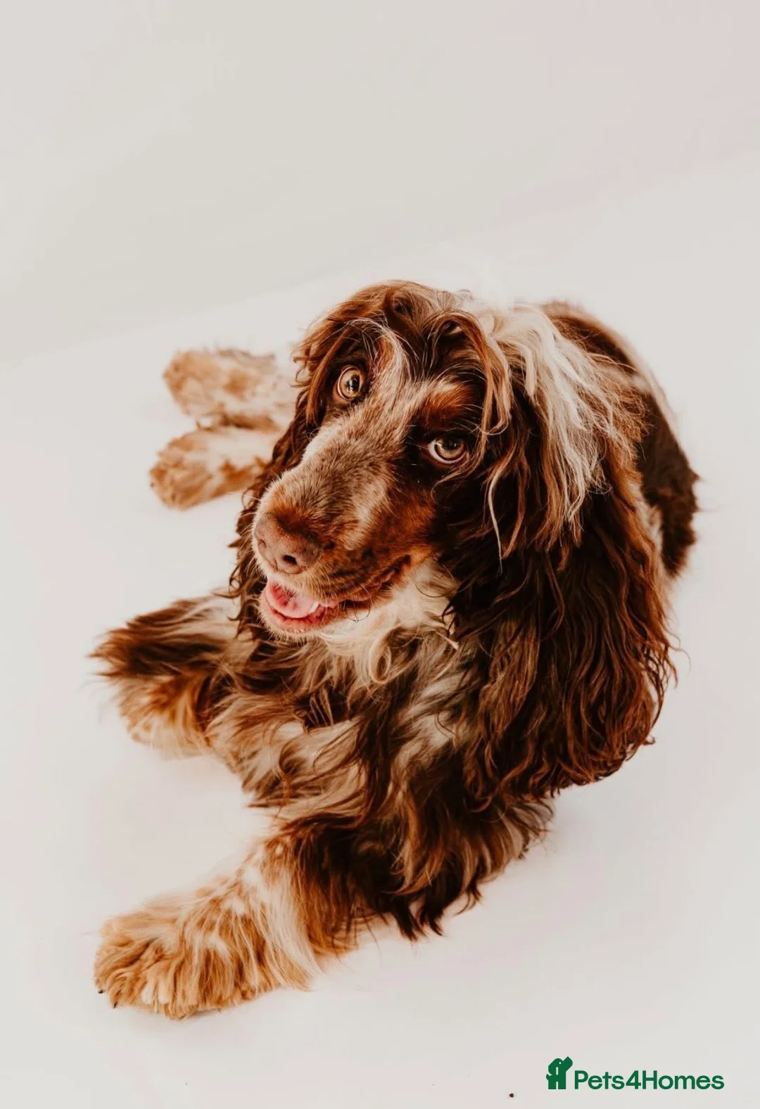 Cockapoo dogs for sale: F1 cockapoo puppies - Advert 8