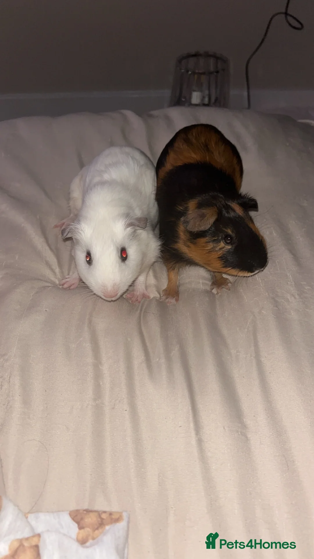 Guinea Pig rodents for sale: Two male guinea pigs for sale - Advert 2