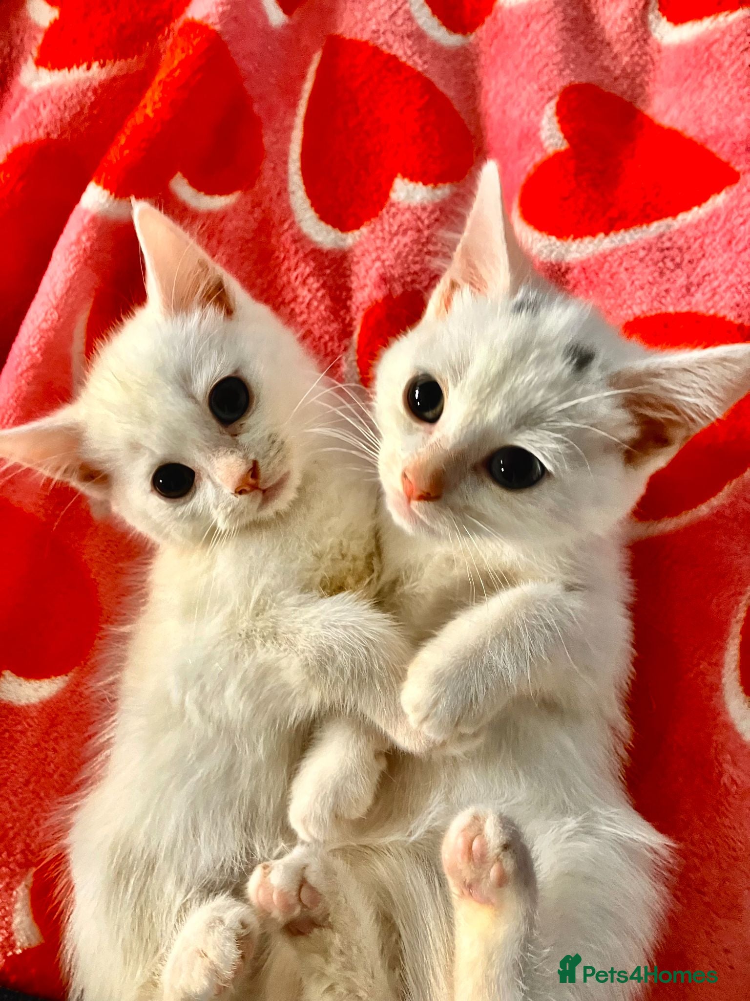 Mixed Breed cats A nice bunch of babies - Advert 4