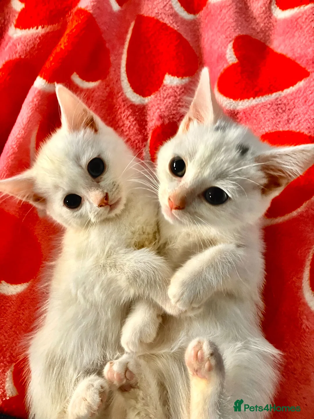 Mixed Breed cats for sale: A nice bunch of babies - Advert 1
