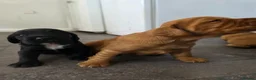 Cocker Spaniel dogs for sale: Cocker spaniel puppies - Advert 7