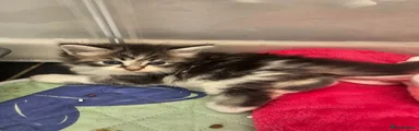 Maine Coon 4