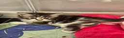 Maine Coon cats for sale: 7 main coon kittens  - Advert 10