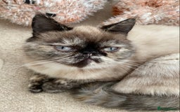 Exotic cats for sale: Fawn colour point Merle Exotic  - Image 12