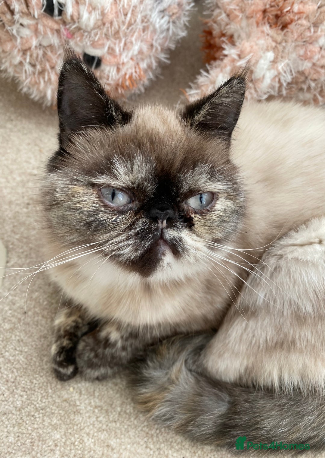 Exotic cats for sale: Fawn colour point Merle Exotic  - Image 12
