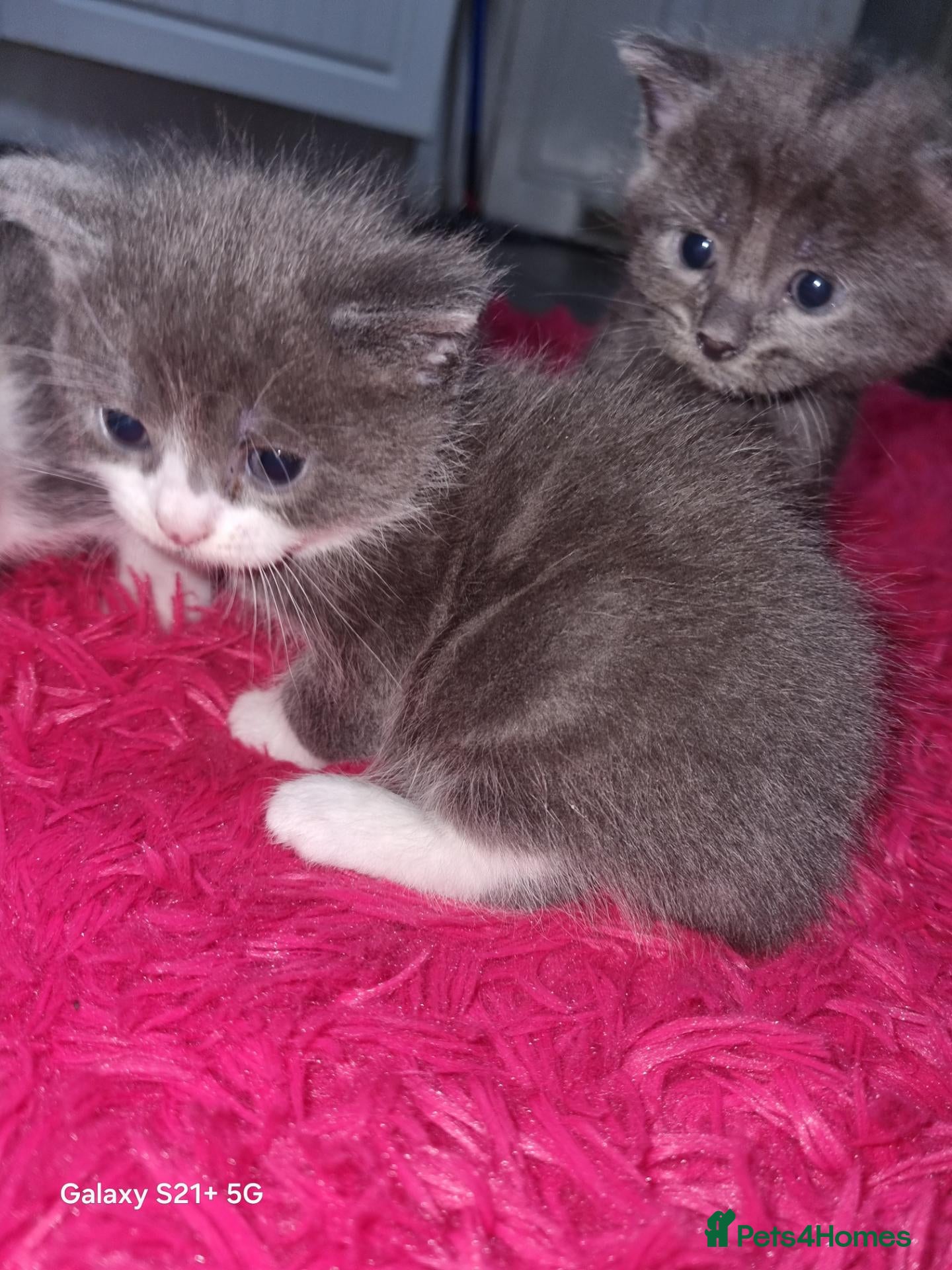 Russian Blue cats Kittens for sale - Advert 3