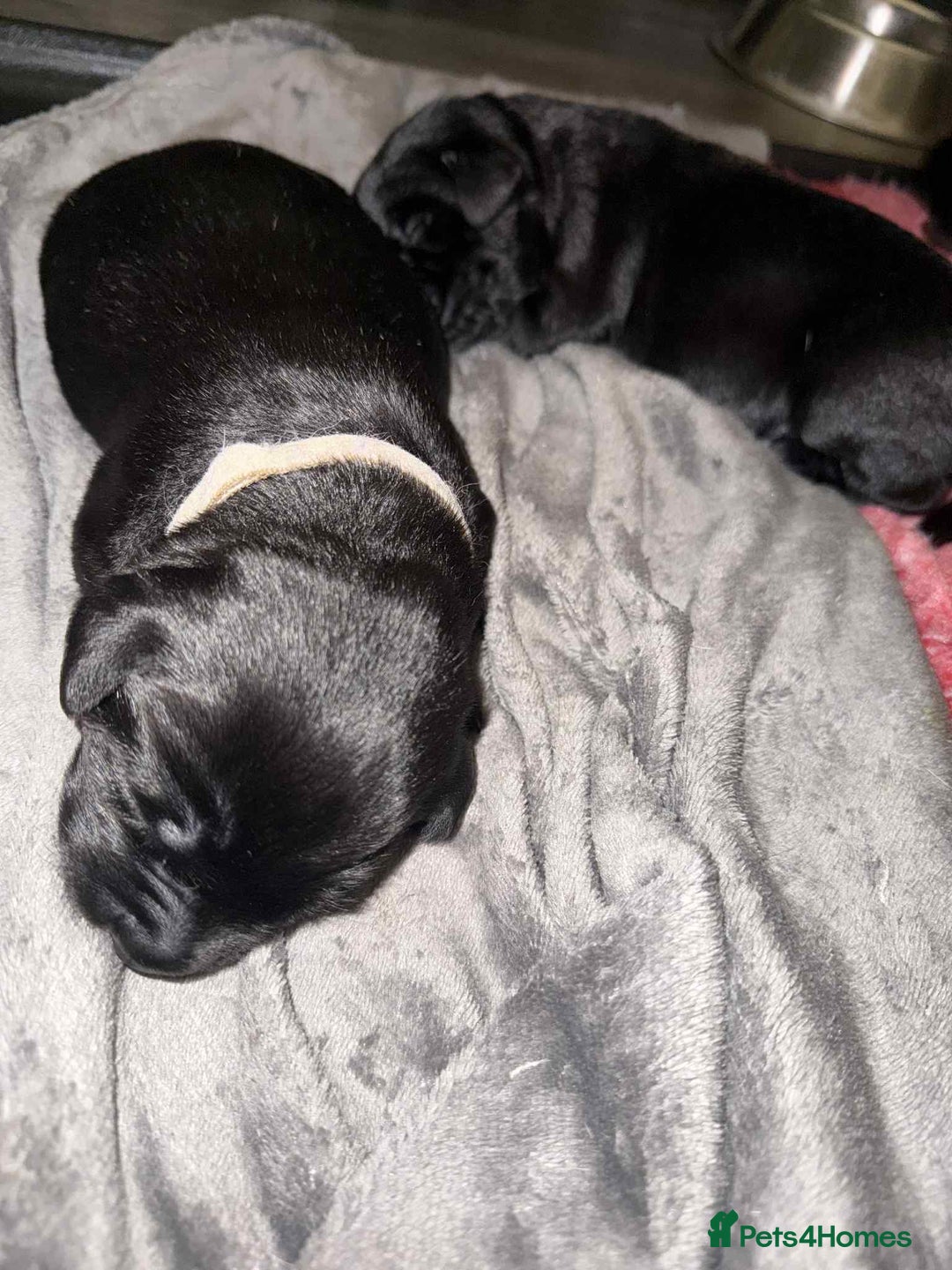 Labrador Retriever dogs for sale: Kc registered Labrador 2 puppies left ! ⭐️⭐️⭐️⭐️ - Advert 17