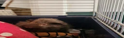 Guinea Pig rodents for sale: Adorable fluffy girl and boy guinea pig babies - Advert 13