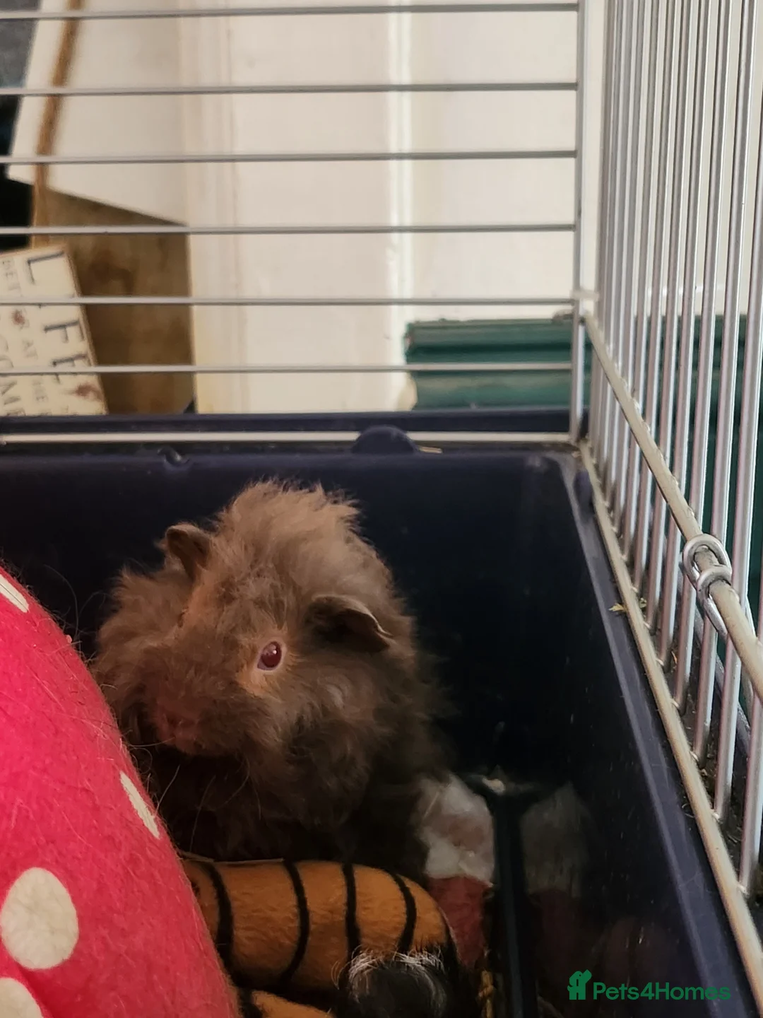 Guinea Pig rodents for sale: Adorable fluffy girl and boy guinea pig babies - Advert 13