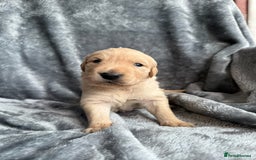 Golden Retriever dogs for sale: Rare & wonderful petite golden retrievers - Image 26