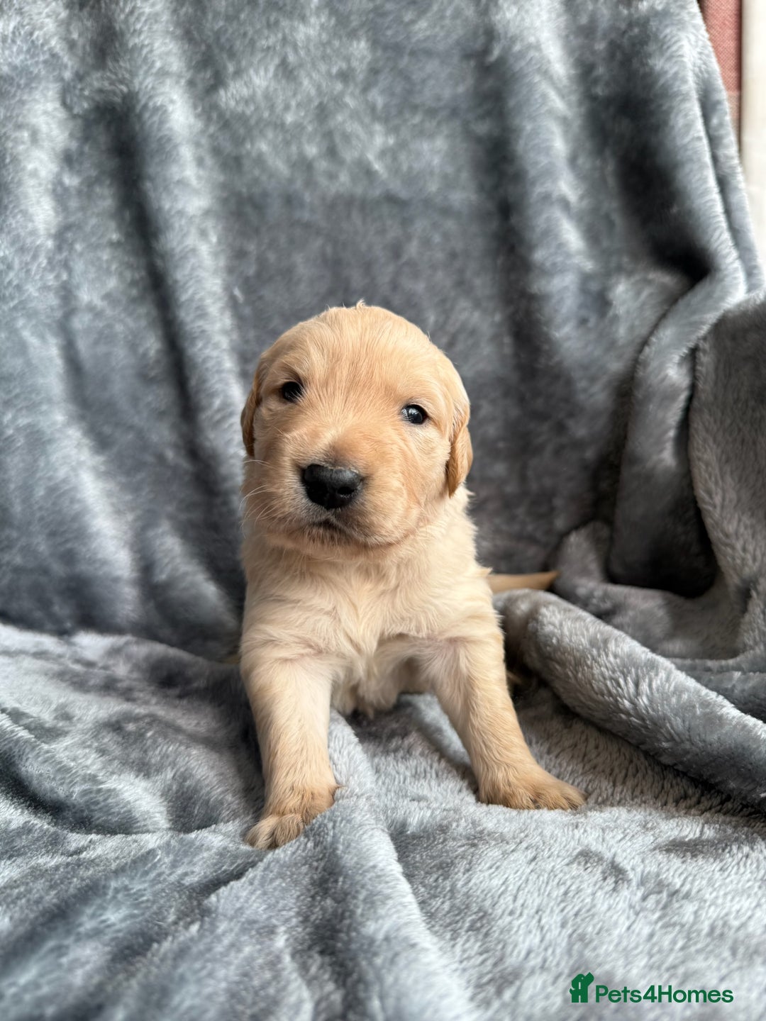 Golden Retriever dogs for sale: Rare & wonderful petite golden retrievers - Image 26