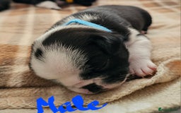 Pug dogs for sale: For sale - Image 9