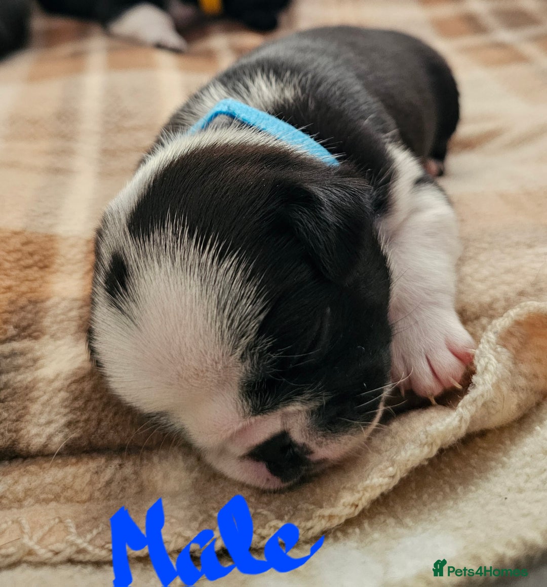 Pug dogs for sale: For sale - Image 9