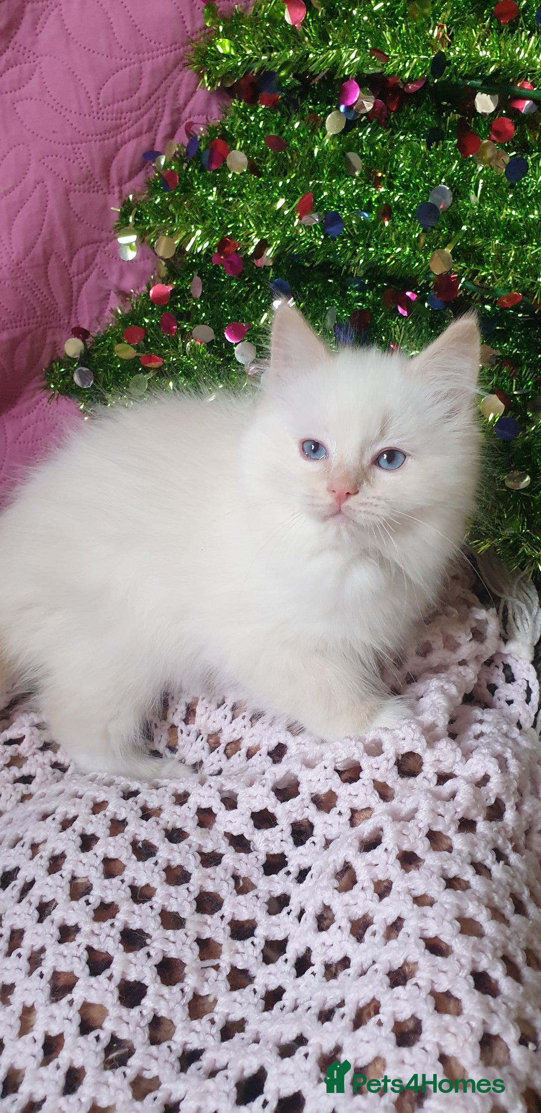Ragdoll cats for sale: 💗Stunning GCCF registered Ragdoll Kittens. - Advert 25