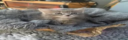Maine Coon cats for sale: Beautiful Maine Coon kittens **READY NOW*** - Advert 11