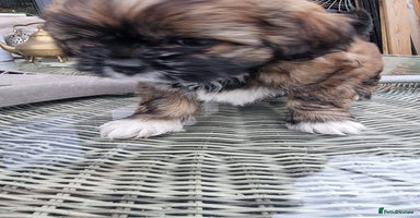 Shih Tzu dogs Shihtzu pupies. - Advert 1