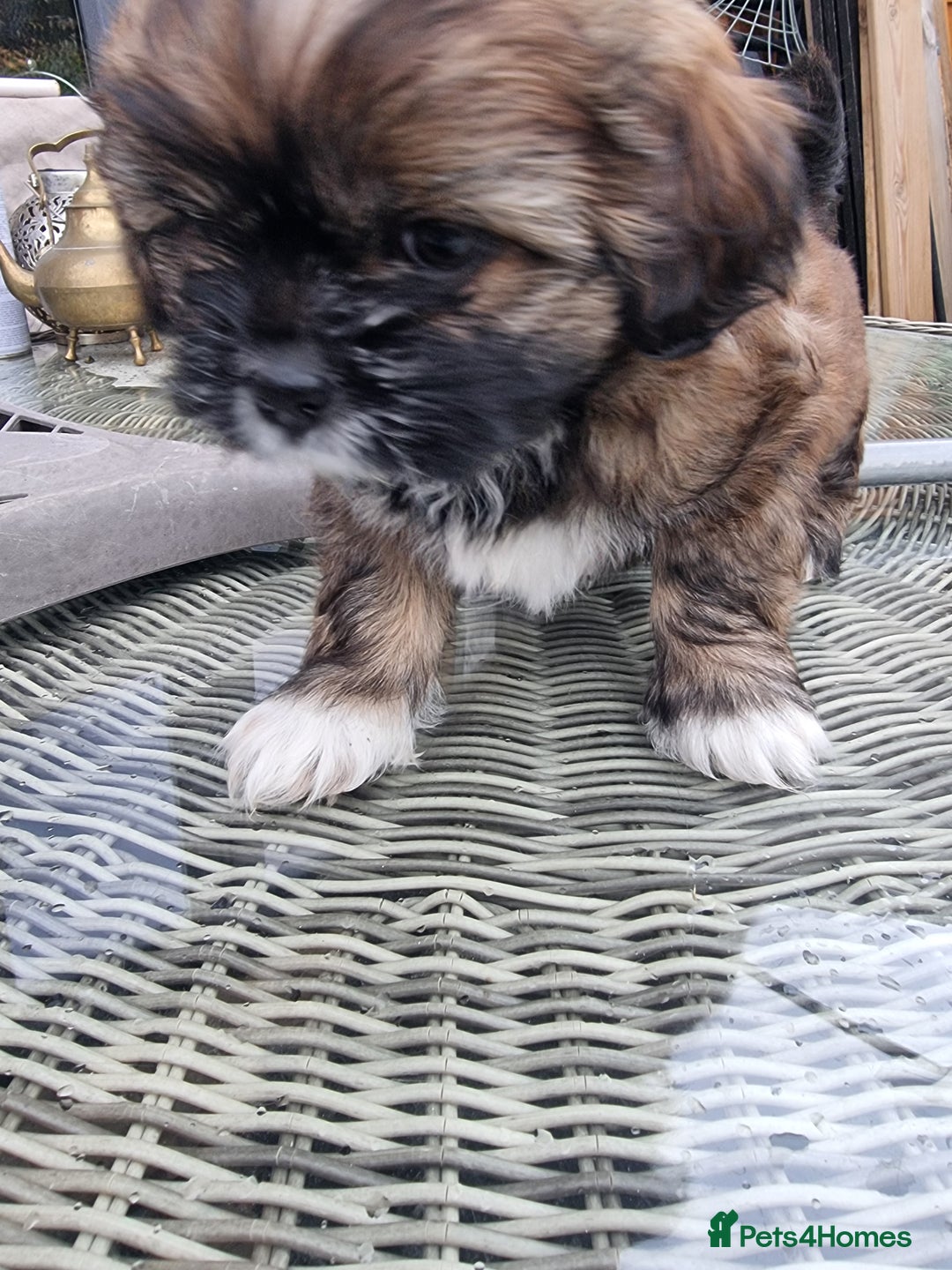 Shih Tzu dogs for sale: Shihtzu pupies. - Advert 3